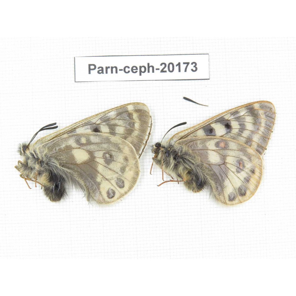Parnassius cephalus ssp. China, Yunnan, Xiangerila, Mt.Dongbaxueshan. 2M. Parn-Ceph-20173.