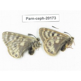 Parnassius cephalus ssp. China, Yunnan, Xiangerila, Mt.Dongbaxueshan. 2M. Parn-Ceph-20173.