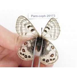 Parnassius cephalus ssp. China, Yunnan, Xiangerila, Mt.Dongbaxueshan. 2M. Parn-Ceph-20173.