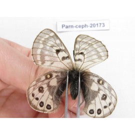 Parnassius cephalus ssp. China, Yunnan, Xiangerila, Mt.Dongbaxueshan. 2M. Parn-Ceph-20173.