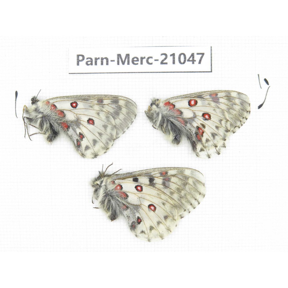 Parnassius mercurius mercurius. China, Qinghai, Guide county, Qunjia pass. 3M. Parn-Merc-21047.