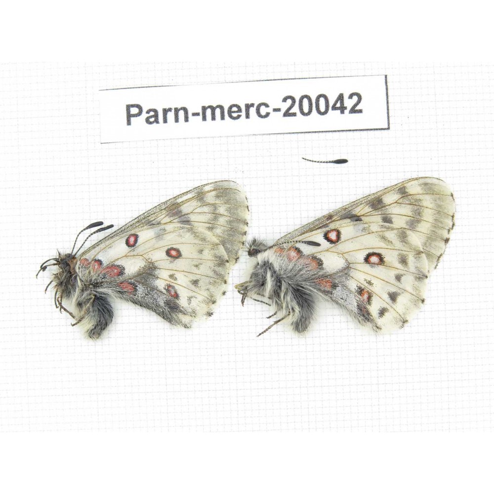 Parnassius mercurius chilieni. China, Qinghai, Qilian county, Yeniugou. 2M. Parn-Merc-20042.