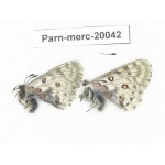 Parnassius mercurius chilieni. China, Qinghai, Qilian county, Yeniugou. 2M. Parn-Merc-20042.