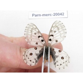 Parnassius mercurius chilieni. China, Qinghai, Qilian county, Yeniugou. 2M. Parn-Merc-20042.