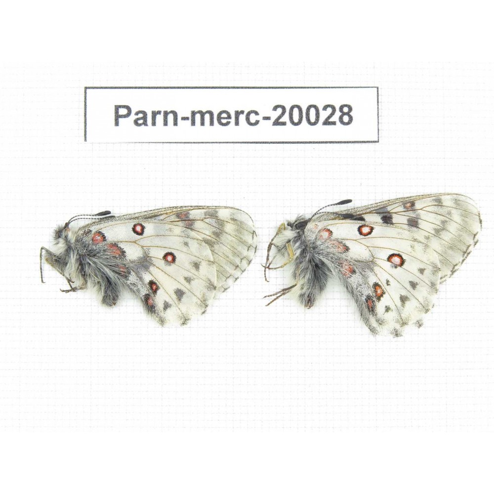 Parnassius mercurius chilieni. China, Qinghai, Qilian county, Yeniugou. 2M. Parn-merc-20028.