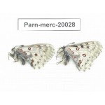 Parnassius mercurius chilieni. China, Qinghai, Qilian county, Yeniugou. 2M. Parn-merc-20028.