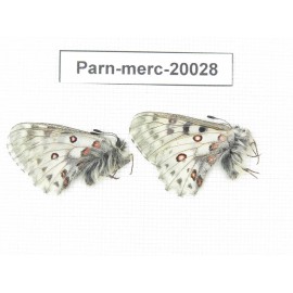 Parnassius mercurius chilieni. China, Qinghai, Qilian county, Yeniugou. 2M. Parn-merc-20028.