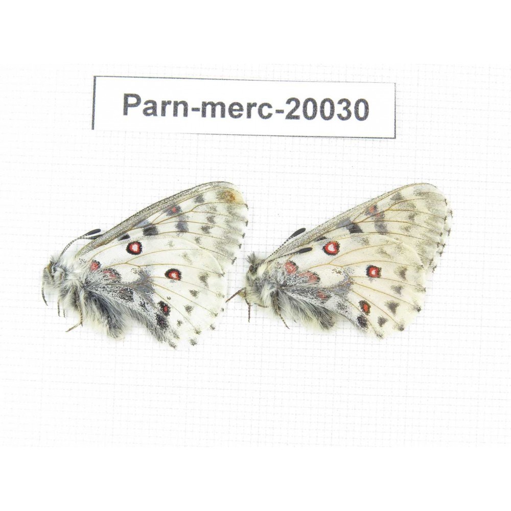 Parnassius mercurius chilieni. China, Qinghai, Qilian county, Yeniugou. 2M. Parn-merc-20030.