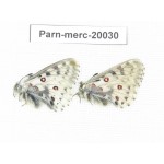 Parnassius mercurius chilieni. China, Qinghai, Qilian county, Yeniugou. 2M. Parn-merc-20030.