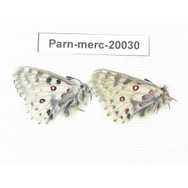 Parnassius mercurius chilieni. China, Qinghai, Qilian county, Yeniugou. 2M. Parn-merc-20030.