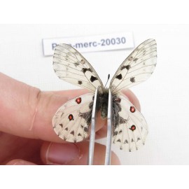 Parnassius mercurius chilieni. China, Qinghai, Qilian county, Yeniugou. 2M. Parn-merc-20030.