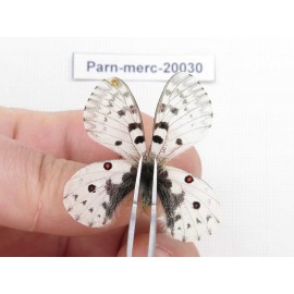 Parnassius mercurius chilieni. China, Qinghai, Qilian county, Yeniugou. 2M. Parn-merc-20030.