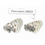 Parnassius mercurius chilieni. China, Qinghai, Qilian county, Yeniugou. 2M. Parn-merc-20033.