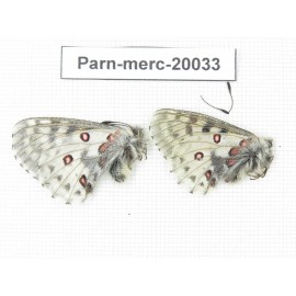 Parnassius mercurius chilieni. China, Qinghai, Qilian county, Yeniugou. 2M. Parn-merc-20033.