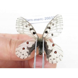 Parnassius mercurius chilieni. China, Qinghai, Qilian county, Yeniugou. 2M. Parn-merc-20033.