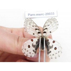 Parnassius mercurius chilieni. China, Qinghai, Qilian county, Yeniugou. 2M. Parn-merc-20033.