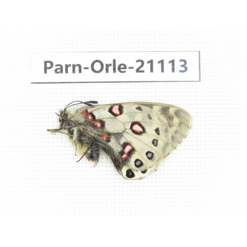Parnassius orleans dictator. China, Qinghai, Guide county, Qunjia pass. 1M. Parn-Orle-21113.