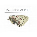 Parnassius orleans dictator. China, Qinghai, Guide county, Qunjia pass. 1M. Parn-Orle-21113.
