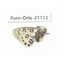 Parnassius orleans dictator. China, Qinghai, Guide county, Qunjia pass. 1M. Parn-Orle-21113.