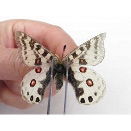 Parnassius orleans dictator. China, Qinghai, Guide county, Qunjia pass. 1M. Parn-Orle-21113.