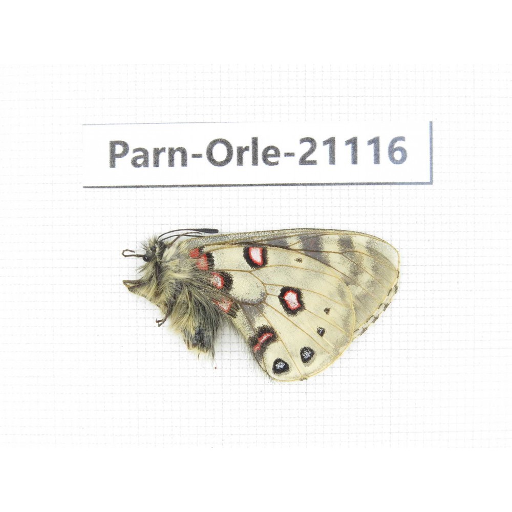 Parnassius orleans dictator. China, Qinghai, Guide county, Qunjia pass. 1M. Parn-Orle-21116.