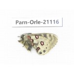 Parnassius orleans dictator. China, Qinghai, Guide county, Qunjia pass. 1M. Parn-Orle-21116.