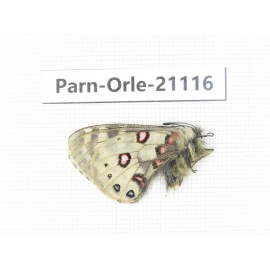 Parnassius orleans dictator. China, Qinghai, Guide county, Qunjia pass. 1M. Parn-Orle-21116.