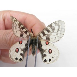 Parnassius orleans dictator. China, Qinghai, Guide county, Qunjia pass. 1M. Parn-Orle-21116.