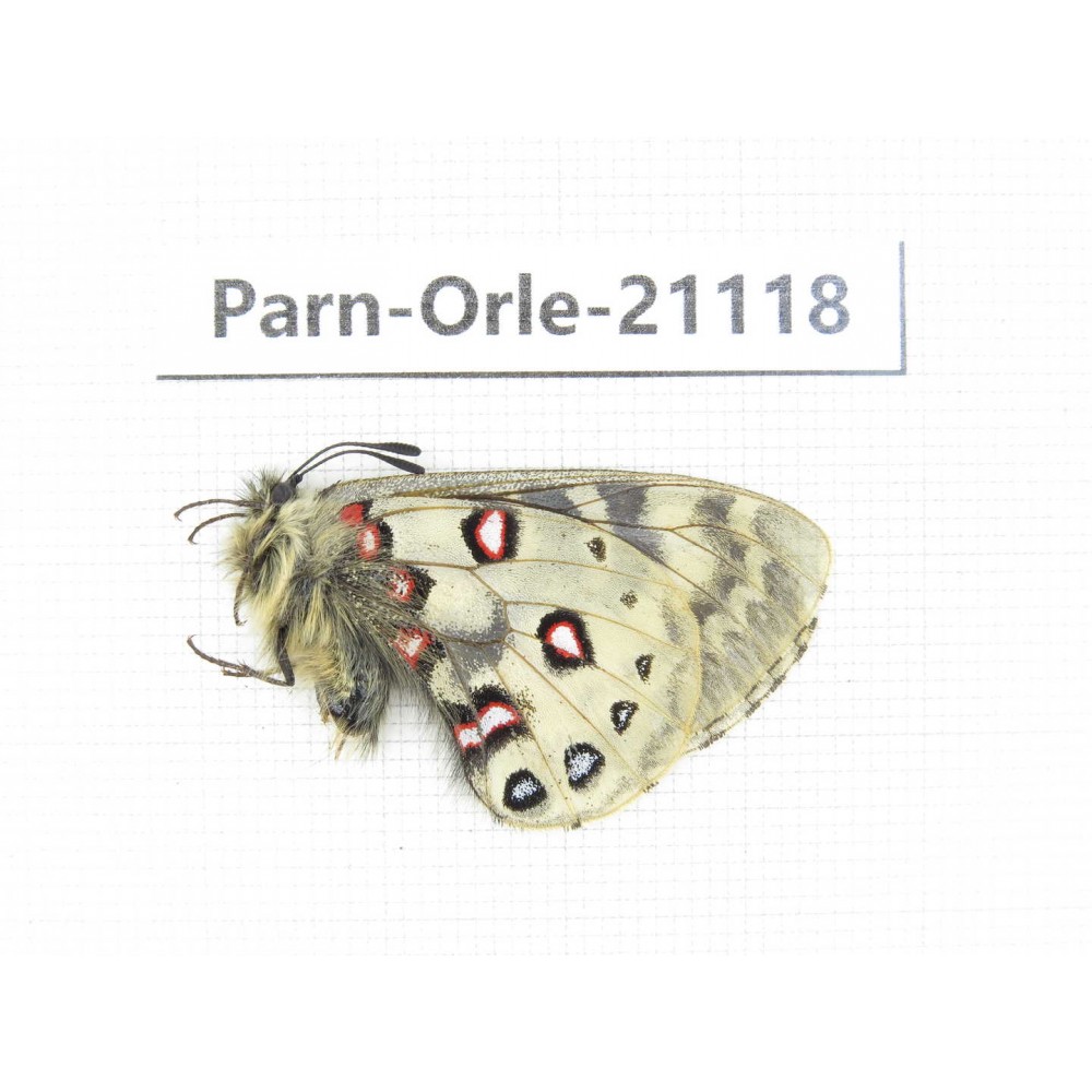 Parnassius orleans dictator. China, Qinghai, Guide county, Qunjia pass. 1M. Parn-Orle-21118.