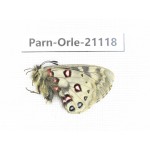 Parnassius orleans dictator. China, Qinghai, Guide county, Qunjia pass. 1M. Parn-Orle-21118.