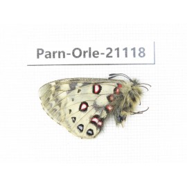 Parnassius orleans dictator. China, Qinghai, Guide county, Qunjia pass. 1M. Parn-Orle-21118.