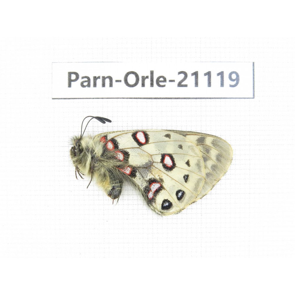 Parnassius orleans dictator. China, Qinghai, Guide county, Qunjia pass. 1M. Parn-Orle-21119.