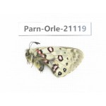 Parnassius orleans dictator. China, Qinghai, Guide county, Qunjia pass. 1M. Parn-Orle-21119.