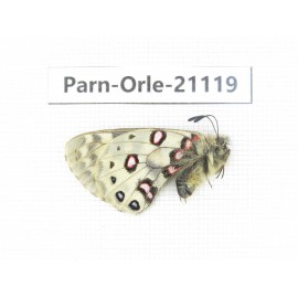 Parnassius orleans dictator. China, Qinghai, Guide county, Qunjia pass. 1M. Parn-Orle-21119.