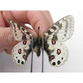 Parnassius orleans dictator. China, Qinghai, Guide county, Qunjia pass. 1M. Parn-Orle-21119.