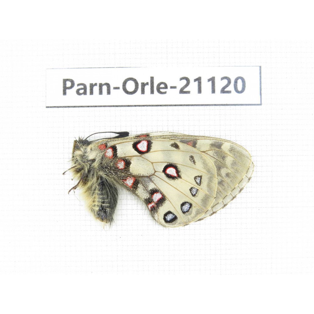 Parnassius orleans dictator. China, Qinghai, Guide county, Qunjia pass. 1M. Parn-Orle-21120.