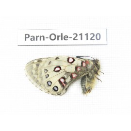 Parnassius orleans dictator. China, Qinghai, Guide county, Qunjia pass. 1M. Parn-Orle-21120.