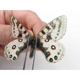 Parnassius orleans dictator. China, Qinghai, Guide county, Qunjia pass. 1M. Parn-Orle-21120.
