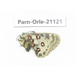 Parnassius orleans dictator. China, Qinghai, Guide county, Qunjia pass. 1M. Parn-Orle-21121.