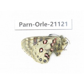 Parnassius orleans dictator. China, Qinghai, Guide county, Qunjia pass. 1M. Parn-Orle-21121.