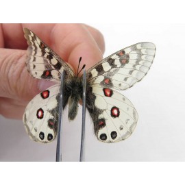 Parnassius orleans dictator. China, Qinghai, Guide county, Qunjia pass. 1M. Parn-Orle-21121.