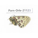 Parnassius orleans dictator. China, Qinghai, Guide county, Qunjia pass. 1M. Parn-Orle-21123.