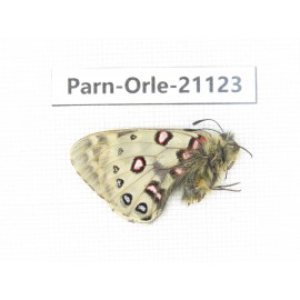 Parnassius orleans dictator. China, Qinghai, Guide county, Qunjia pass. 1M. Parn-Orle-21123.