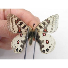 Parnassius orleans dictator. China, Qinghai, Guide county, Qunjia pass. 1M. Parn-Orle-21123.