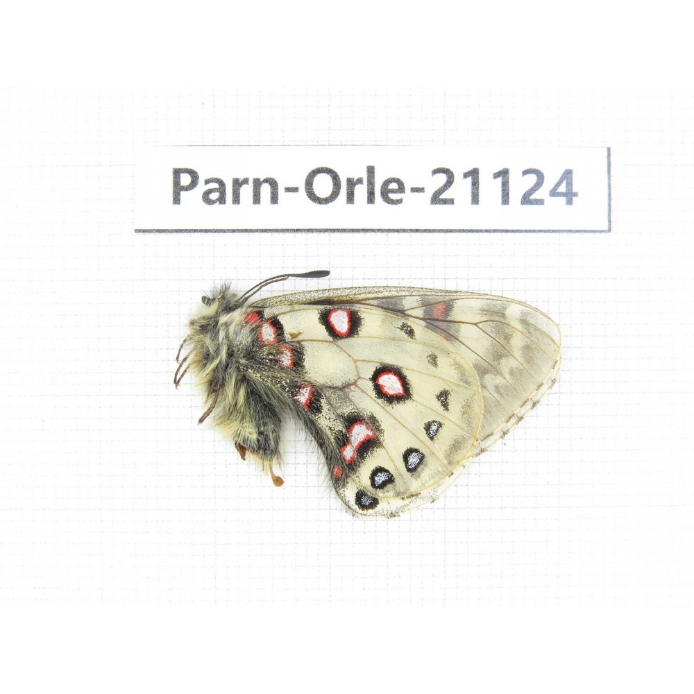 Parnassius orleans dictator. China, Qinghai, Guide county, Qunjia pass. 1M. Parn-Orle-21124.