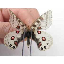 Parnassius orleans dictator. China, Qinghai, Guide county, Qunjia pass. 1M. Parn-Orle-21124.