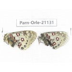 Parnassius orleans dictator. China, Qinghai, Guide county, Qunjia pass. 1P. Parn-Orle-21131.