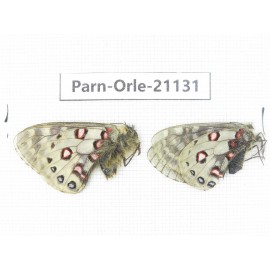 Parnassius orleans dictator. China, Qinghai, Guide county, Qunjia pass. 1P. Parn-Orle-21131.