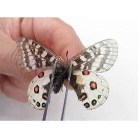 Parnassius orleans dictator. China, Qinghai, Guide county, Qunjia pass. 1P. Parn-Orle-21131.