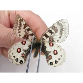 Parnassius orleans dictator. China, Qinghai, Guide county, Qunjia pass. 1P. Parn-Orle-21131.